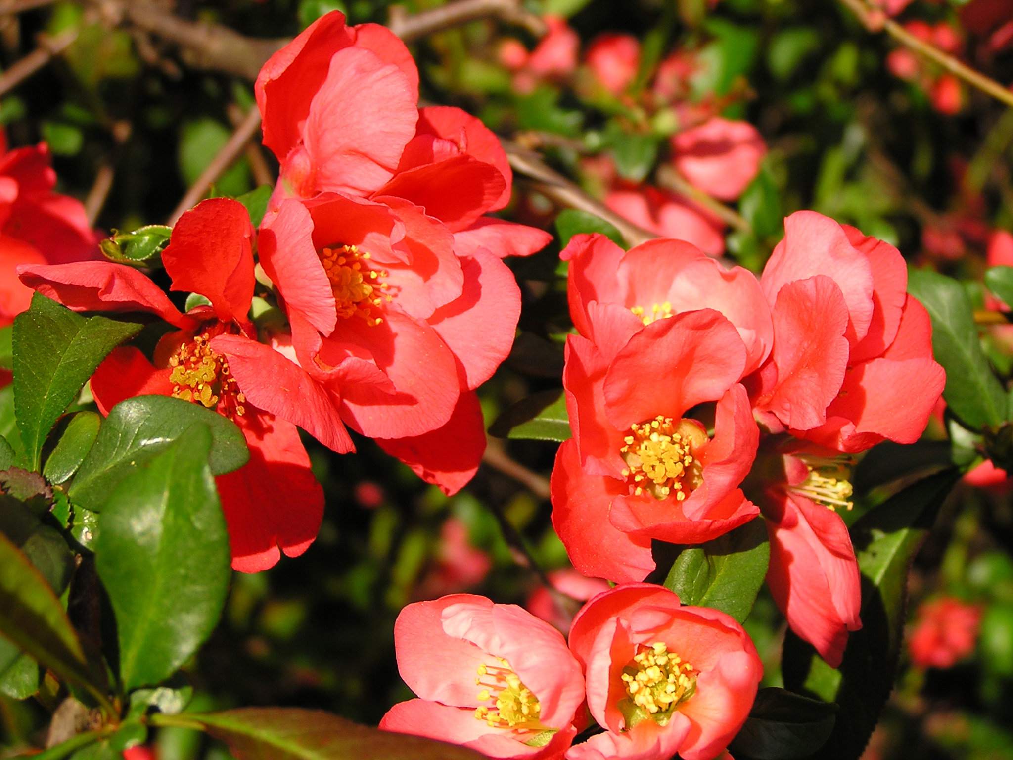 Chaenomeles Japonica svg #11, Download drawings