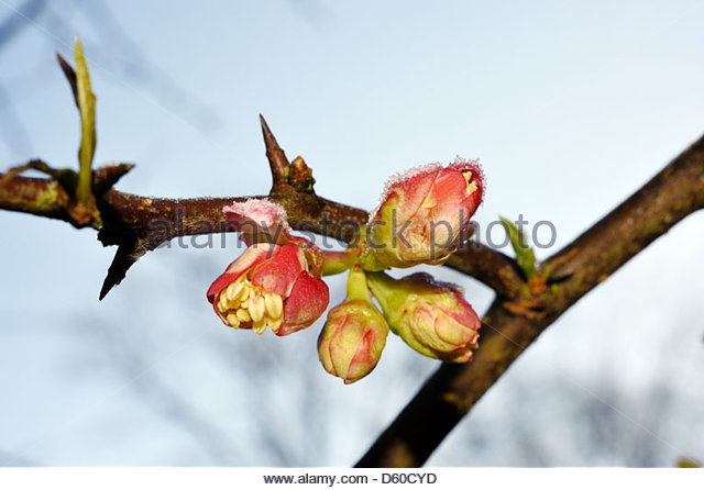Chaenomeles Japonica svg #10, Download drawings