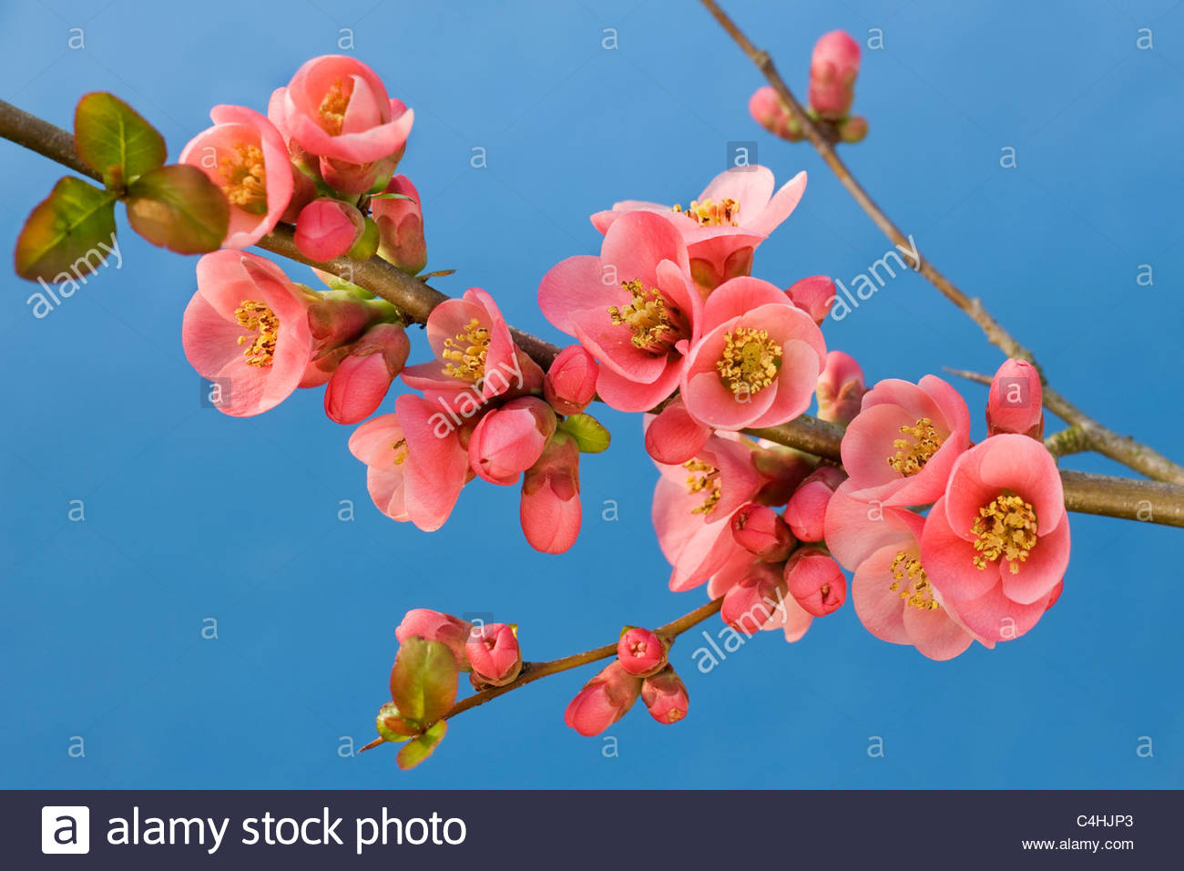 Chaenomeles Japonica svg #18, Download drawings