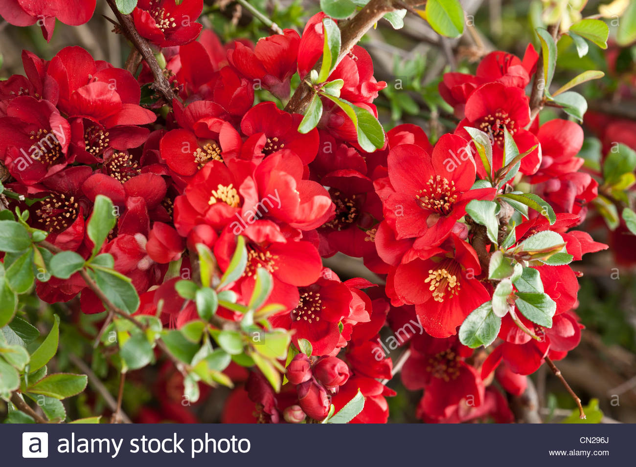 Chaenomeles Japonica svg #16, Download drawings