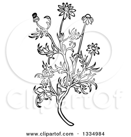 Chamomile clipart #10, Download drawings