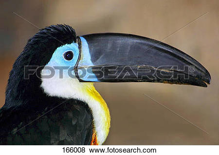Channel-billed Toucan clipart #20, Download drawings