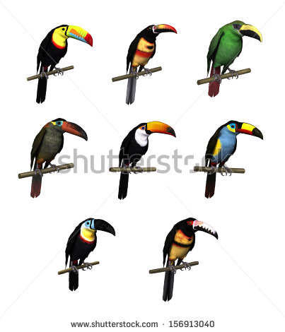 Channel-billed Toucan clipart #7, Download drawings