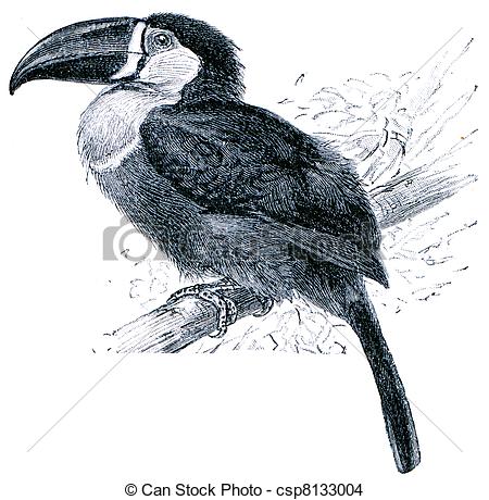 Channel-billed Toucan clipart #4, Download drawings