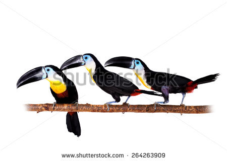 Channel-billed Toucan clipart #3, Download drawings
