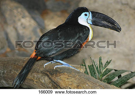 Channel-billed Toucan clipart #19, Download drawings