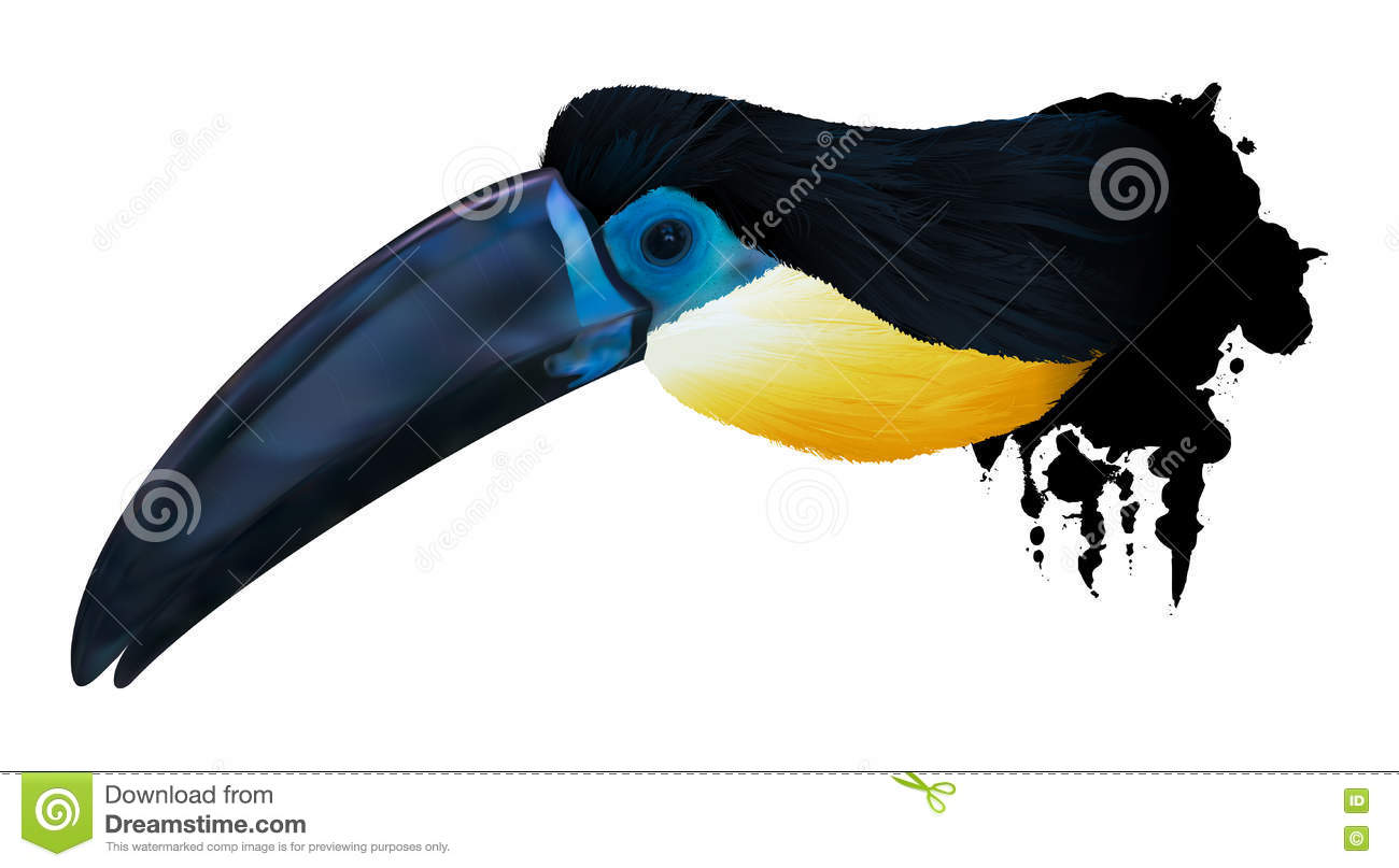 Channel-billed Toucan clipart #18, Download drawings
