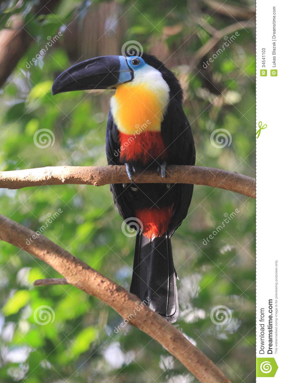 Channel-billed Toucan clipart #16, Download drawings