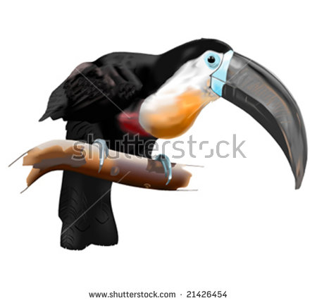 Channel-billed Toucan clipart #17, Download drawings