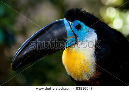 Channel-billed Toucan clipart #13, Download drawings
