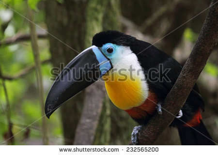 Channel-billed Toucan clipart #8, Download drawings