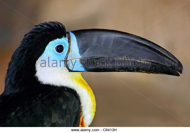 Channel-billed Toucan coloring #17, Download drawings