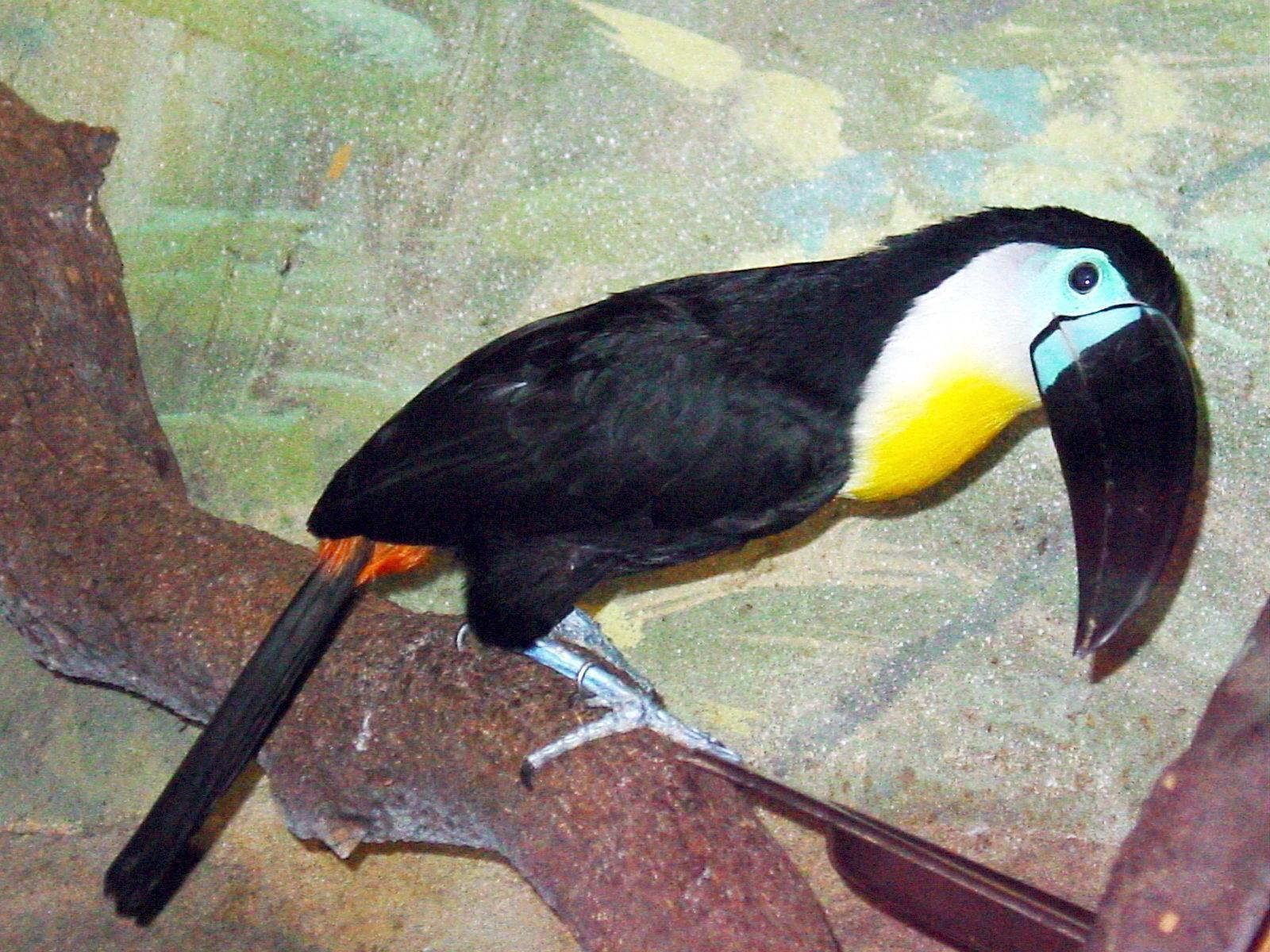 Channel-billed Toucan coloring #8, Download drawings