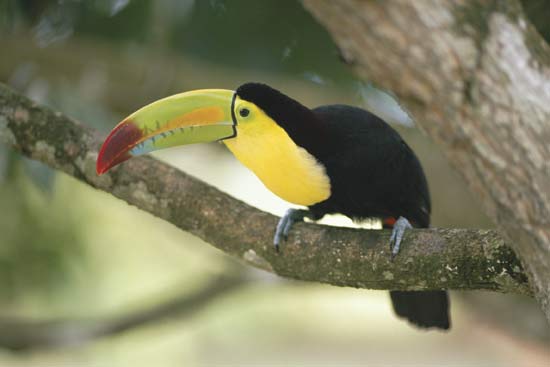 Channel-billed Toucan svg #17, Download drawings