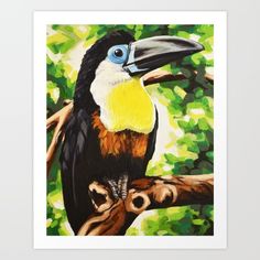Channel-billed Toucan svg #12, Download drawings