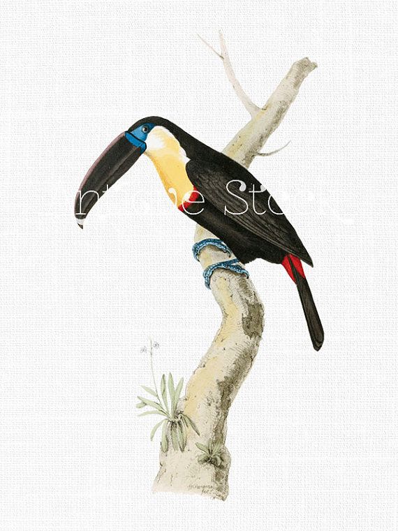 Channel-billed Toucan svg #4, Download drawings