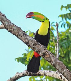 Channel-billed Toucan svg #6, Download drawings