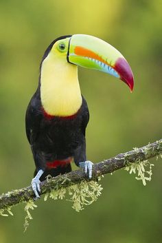 Channel-billed Toucan svg #5, Download drawings