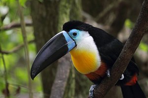 Channel-billed Toucan svg #18, Download drawings