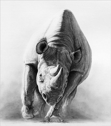 Charging Rhino coloring #14, Download drawings