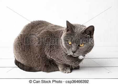 Chartreux clipart #13, Download drawings