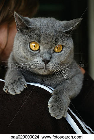 Chartreux clipart #7, Download drawings