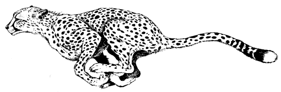 Cheetah coloring #12, Download drawings