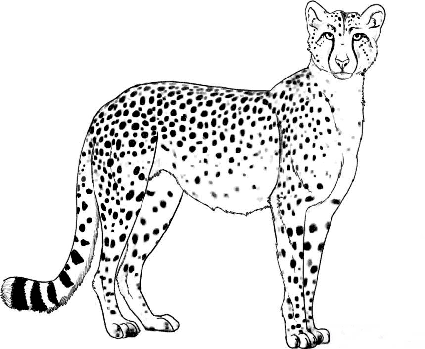 Cheetah coloring #15, Download drawings