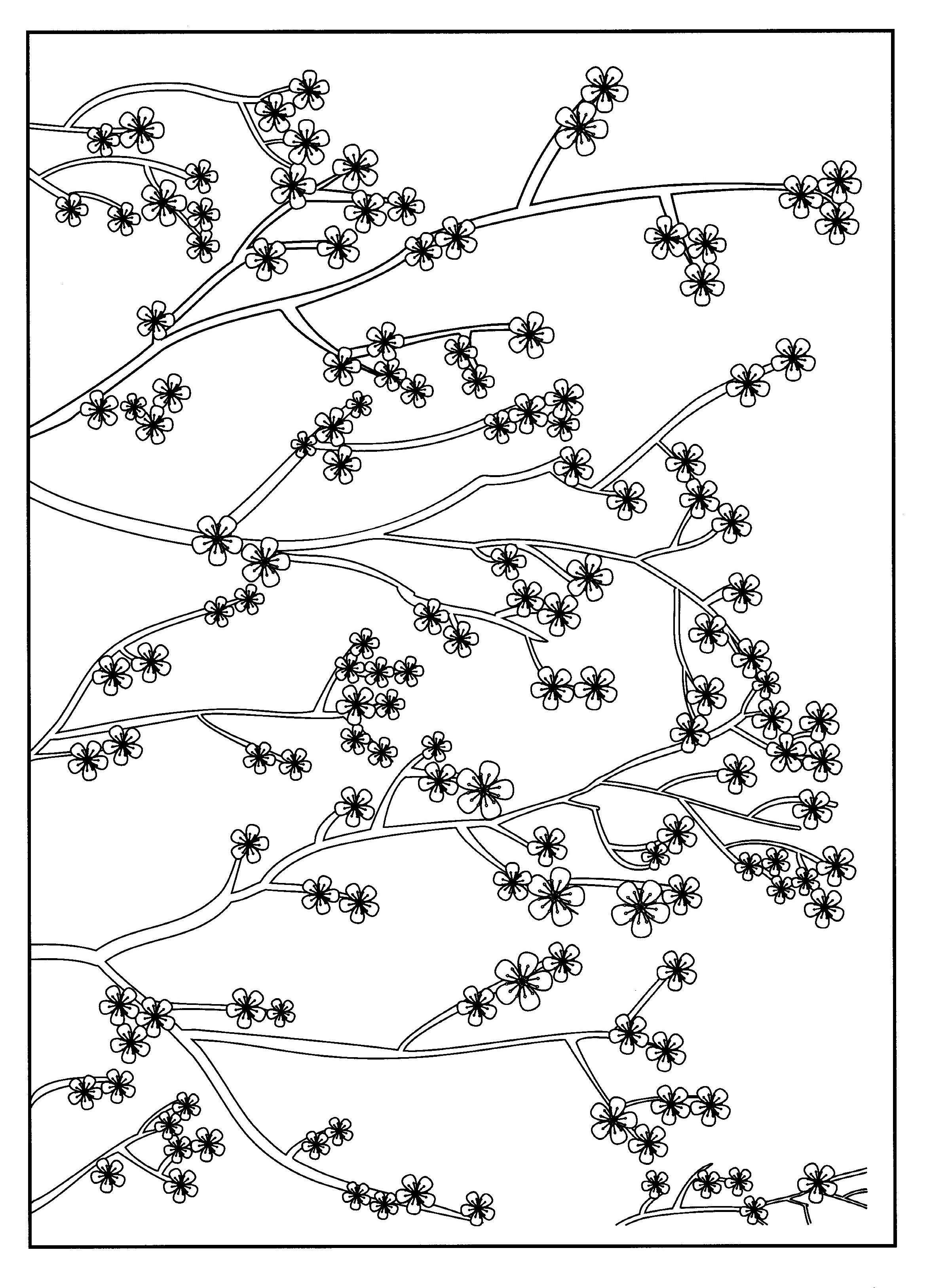 Cherry Blossom coloring #2, Download drawings