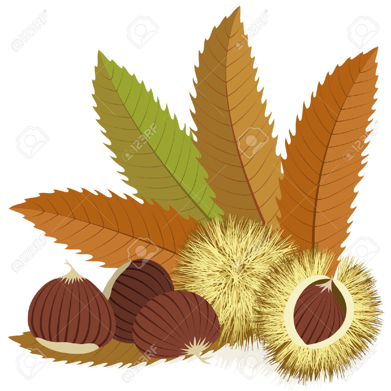 Chestnut clipart #6, Download drawings