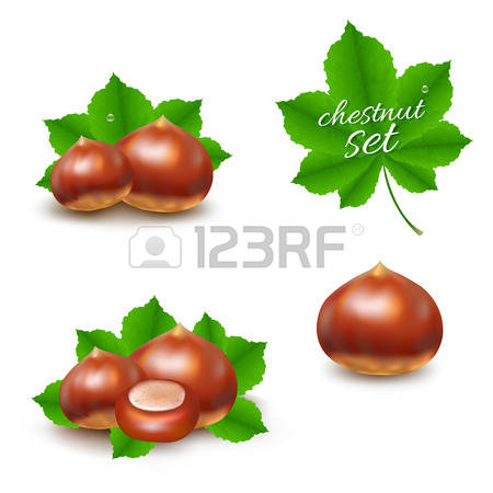 Chestnut clipart #8, Download drawings