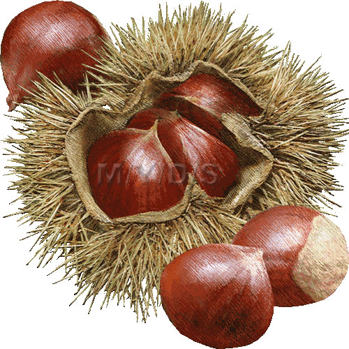 Chestnut clipart #2, Download drawings