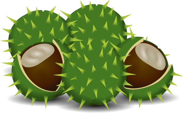 Chestnut clipart #3, Download drawings