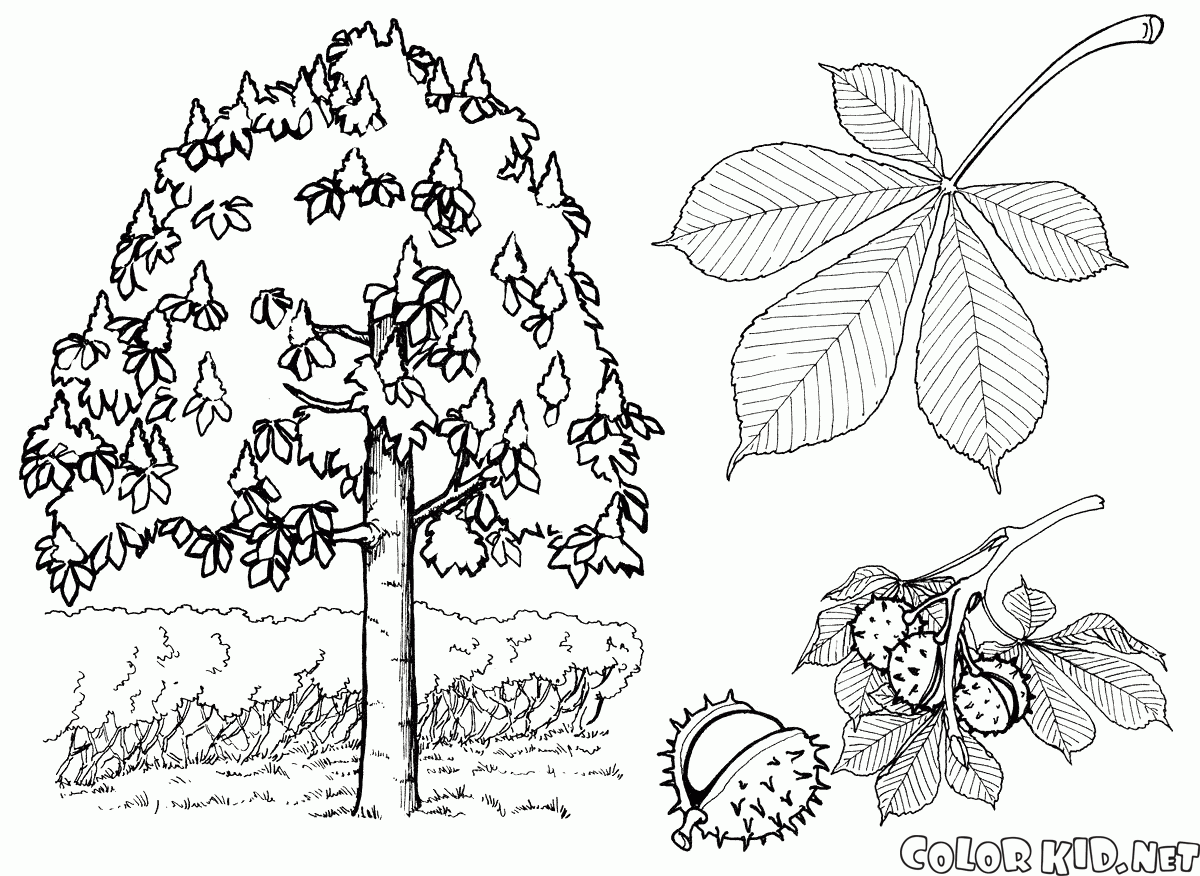 Chestnut coloring #16, Download drawings