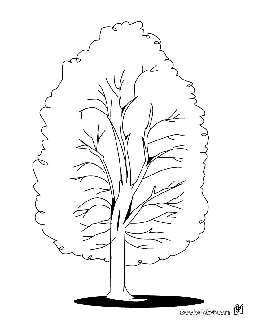 Maple Tree coloring #17, Download drawings