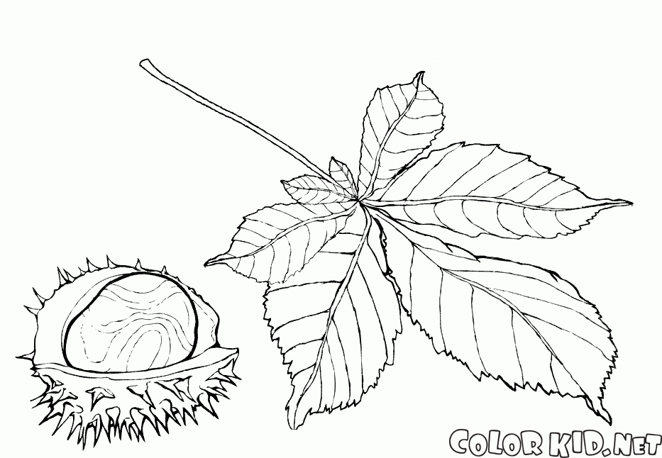 Chestnut coloring #8, Download drawings