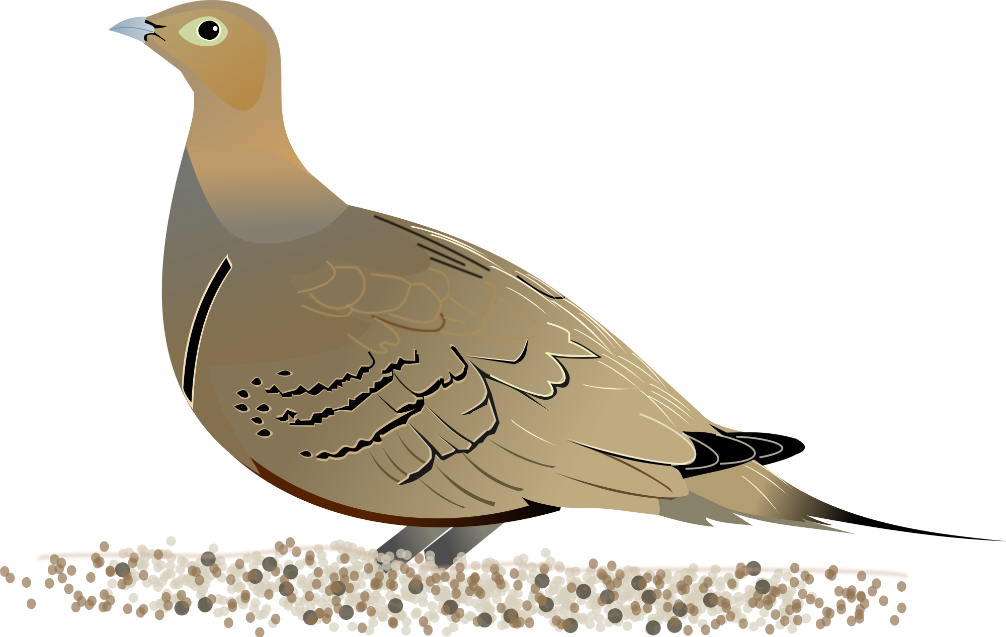 Mourning Dove svg #18, Download drawings