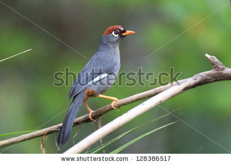 Chestnut-capped Laughingthrush clipart #4, Download drawings