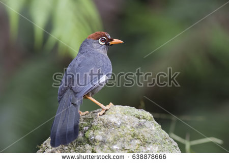 Chestnut-capped Laughingthrush clipart #20, Download drawings