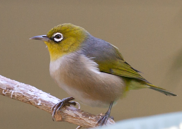 Chestnut-flaked White-eye svg #6, Download drawings