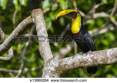 Chestnut-mandibled Toucan clipart #15, Download drawings