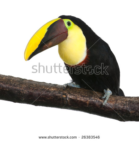 Chestnut-mandibled Toucan clipart #10, Download drawings