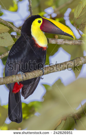 Chestnut-mandibled Toucan clipart #2, Download drawings