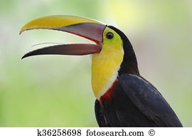 Chestnut-mandibled Toucan clipart #16, Download drawings