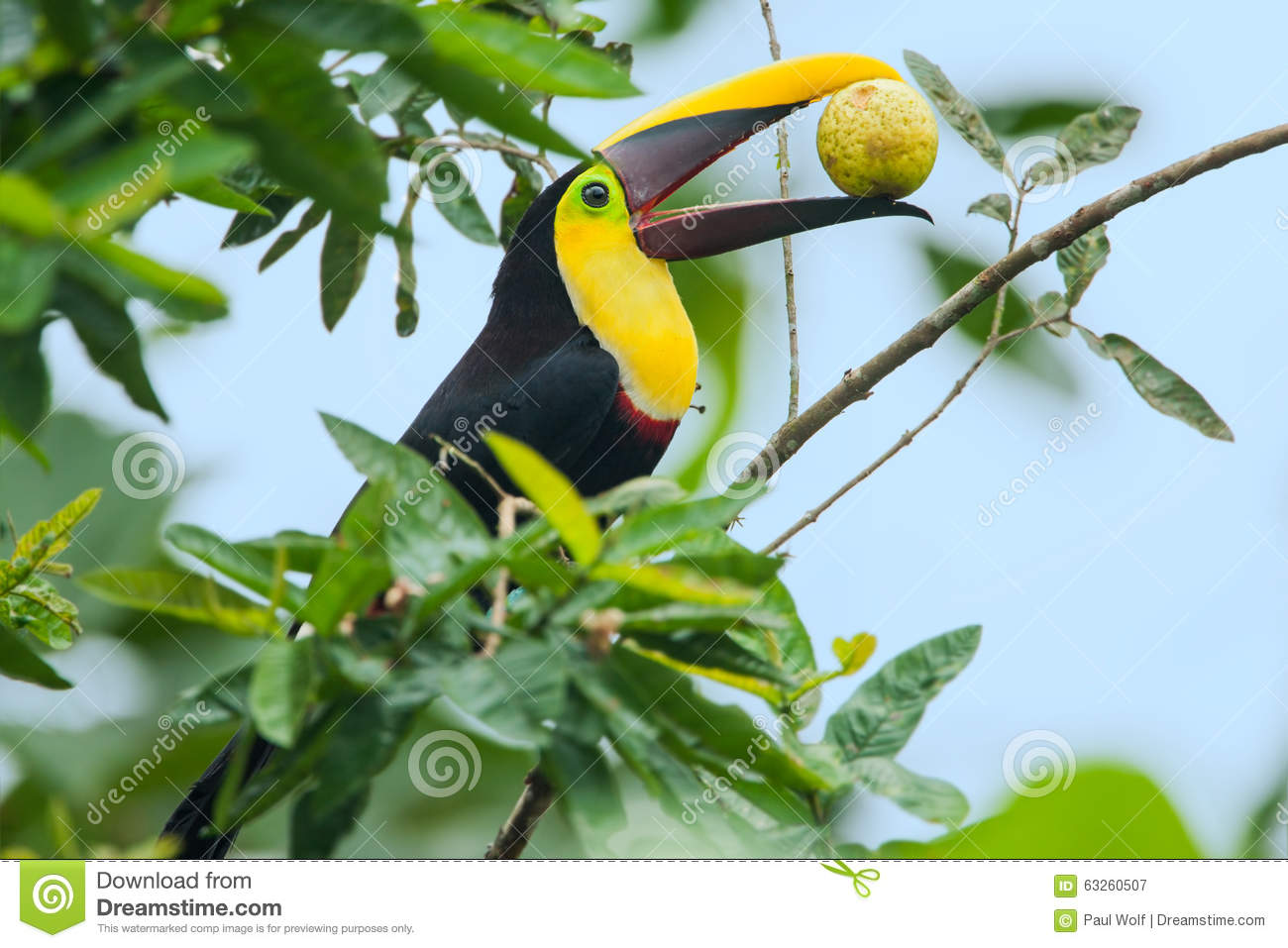 Chestnut-mandibled Toucan clipart #8, Download drawings