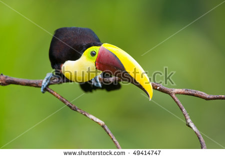 Chestnut-mandibled Toucan clipart #4, Download drawings