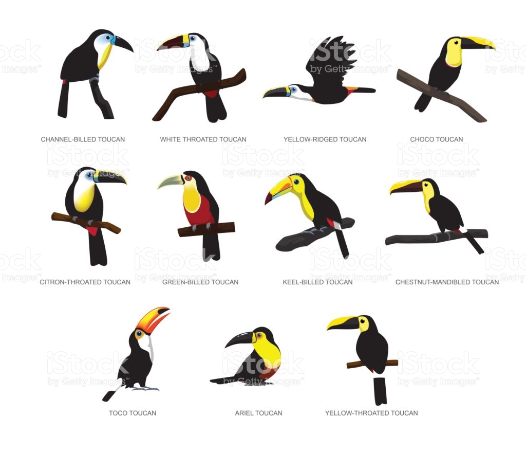 Chestnut-mandibled Toucan clipart #20, Download drawings
