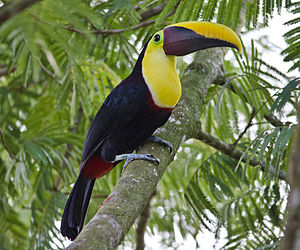 Chestnut-mandibled Toucan svg #19, Download drawings