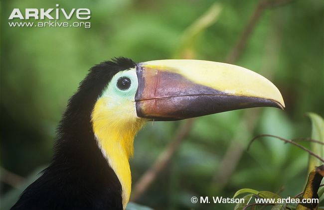 Chestnut-mandibled Toucan svg #6, Download drawings
