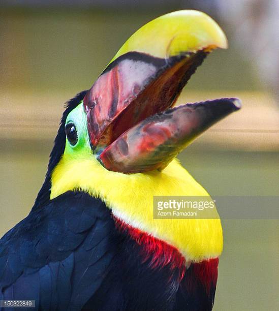 Chestnut-mandibled Toucan svg #11, Download drawings